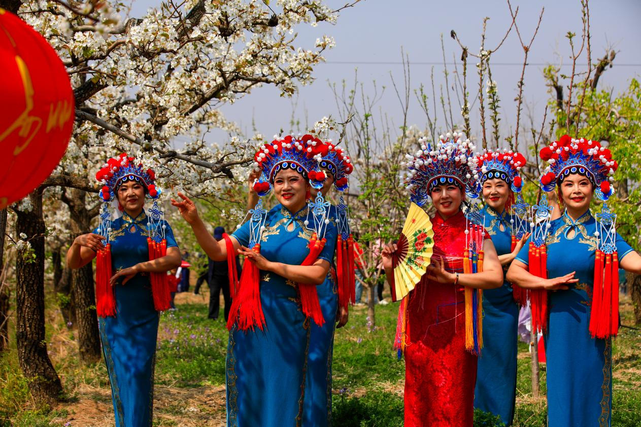 4月11日，易县首届张天峪山地梨文化节吸引不少旗袍爱好者前来游览。赵骏摄