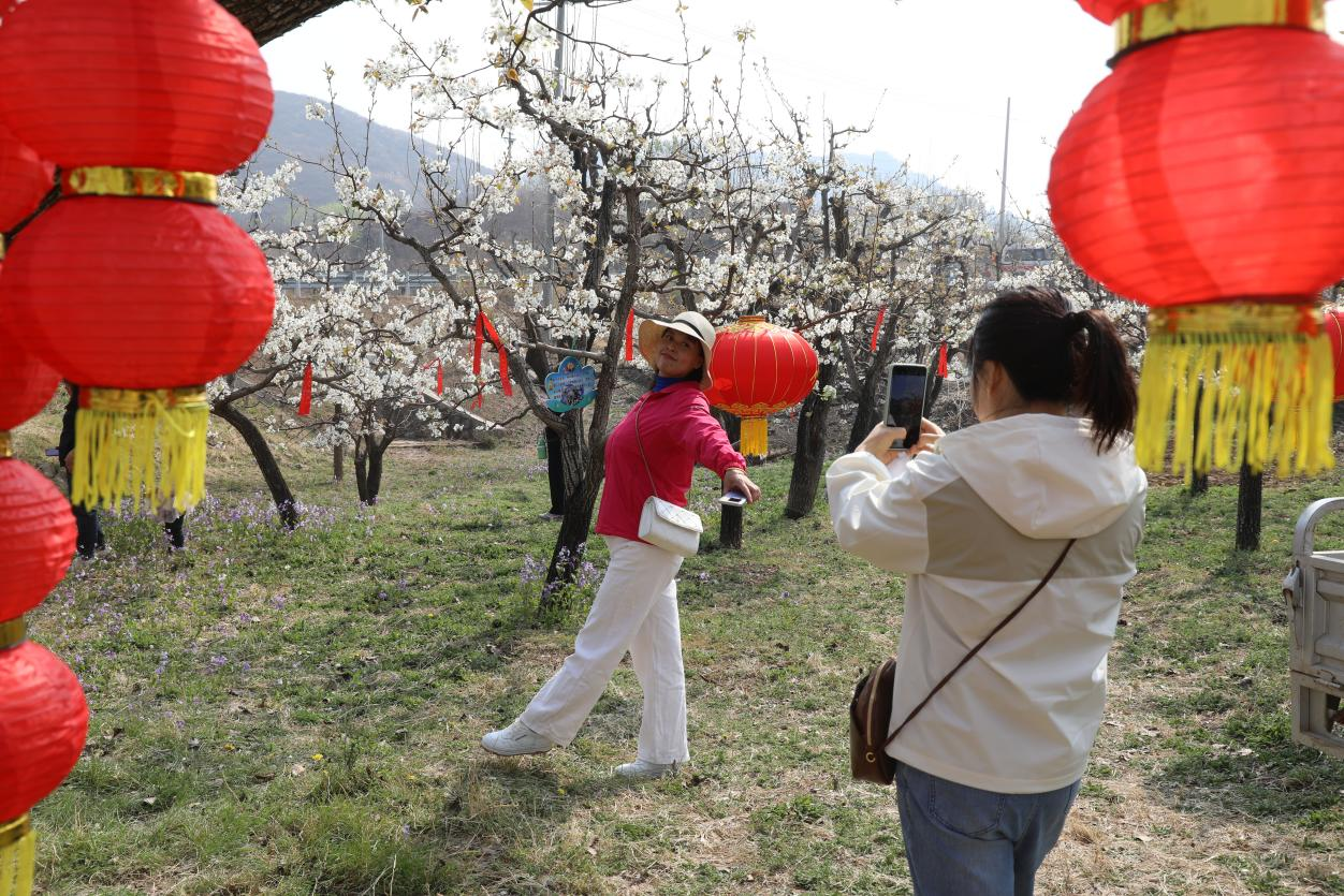 4月11日，2名外地游客在易县张天峪村山地梨园内拍照留念记录美好春天。郭恩桥摄