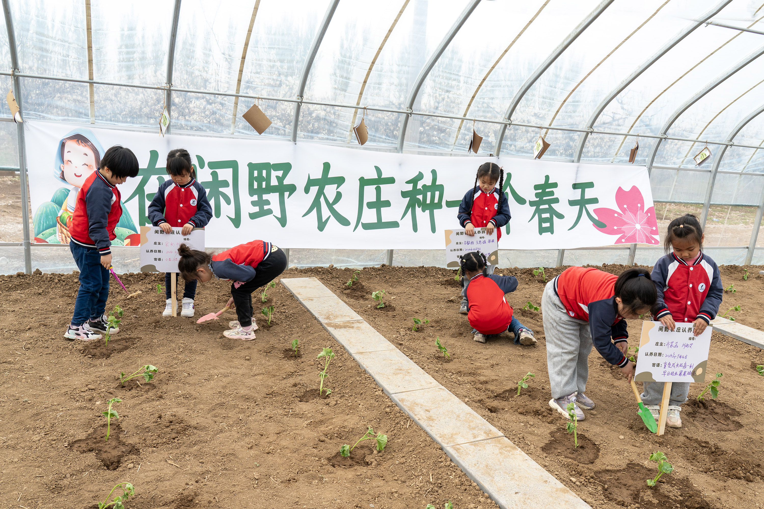 4月9日，高陽縣宏潤幼兒園小朋友走進閑野農庄開展種植實踐活動，孩子們認養秧苗。司秀花攝