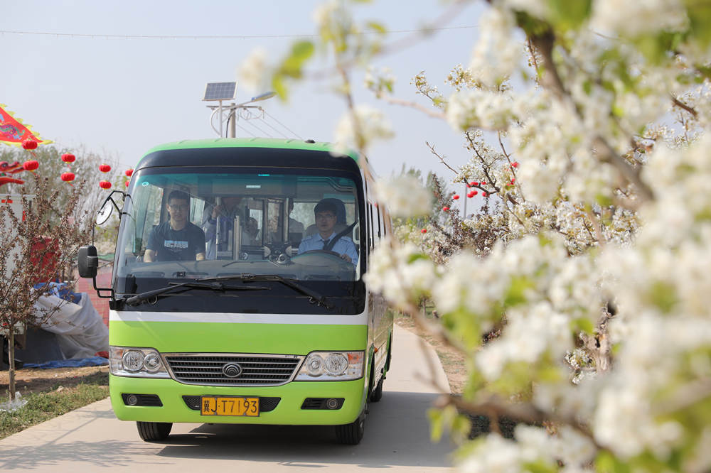 4月12日，滄縣公交旅游班車在梨花園接送游客。田博攝