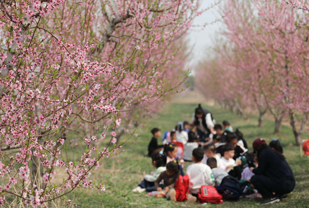 4月12日，游客在滄縣梨花園觀光賞花。田博攝