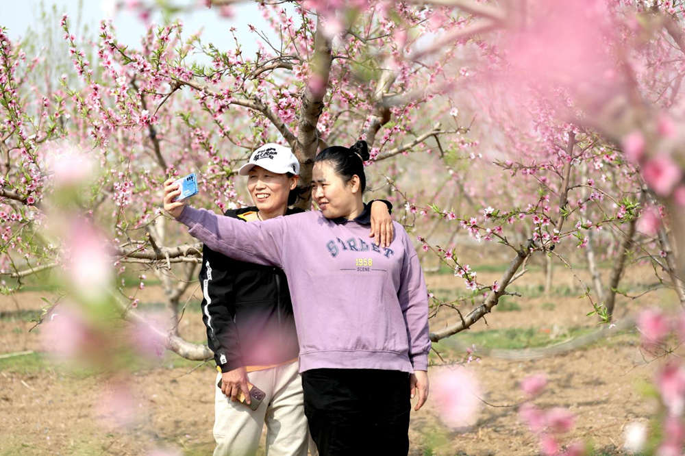 南皮縣十二裡村桃園裡,游客在拍照打卡。靳東凱攝