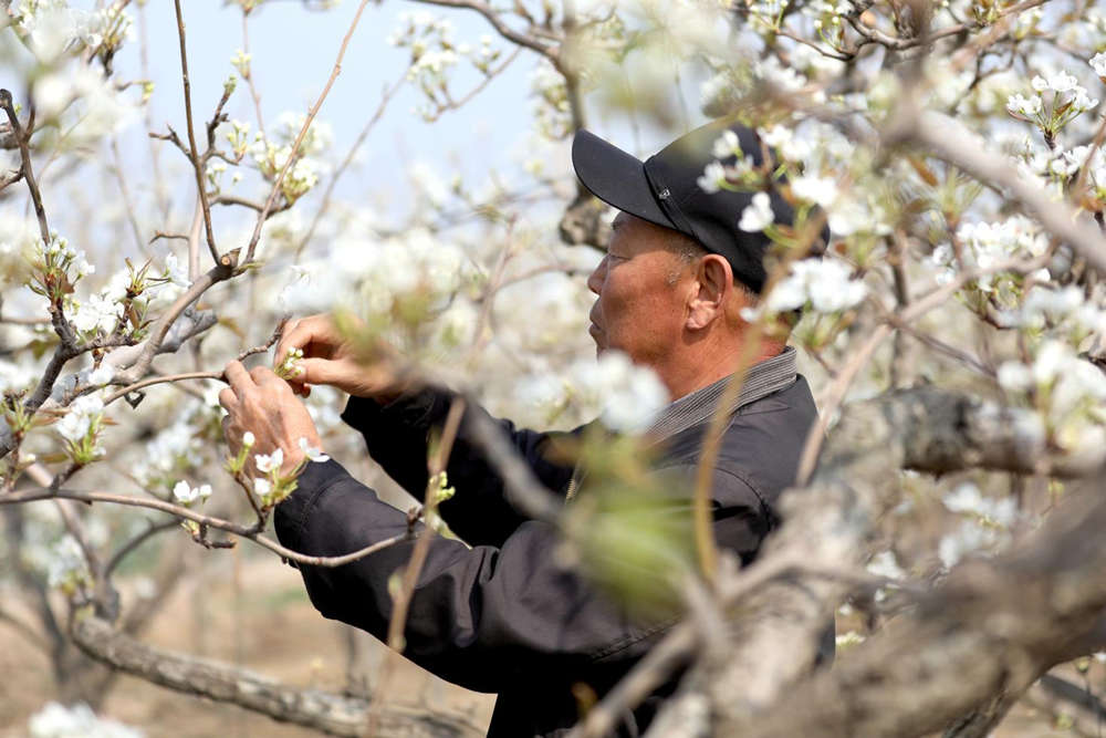 工人在梨園疏花修枝做管護。趙華靖攝