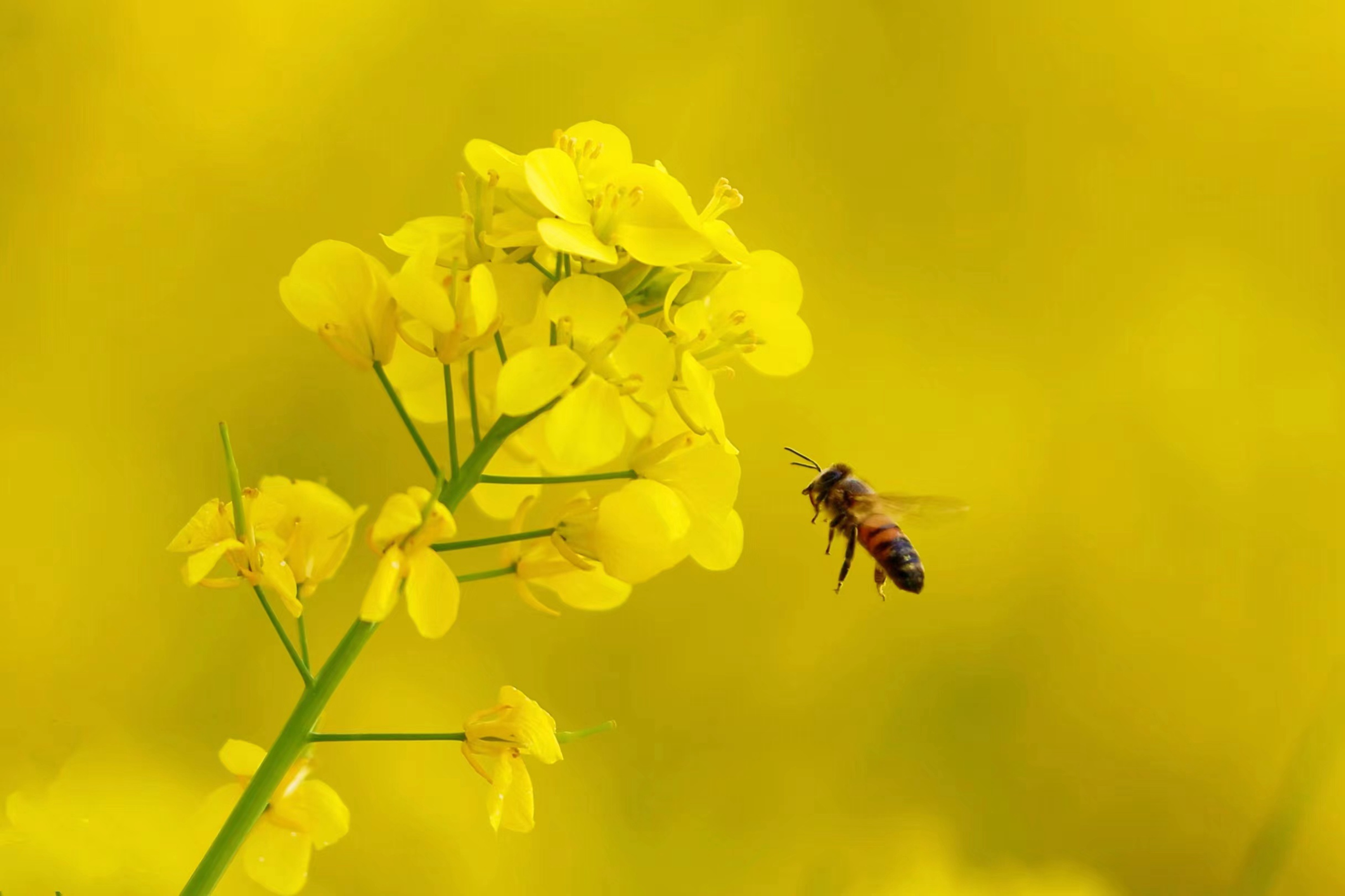 蜜蜂穿梭在油菜花间采蜜。田素然摄