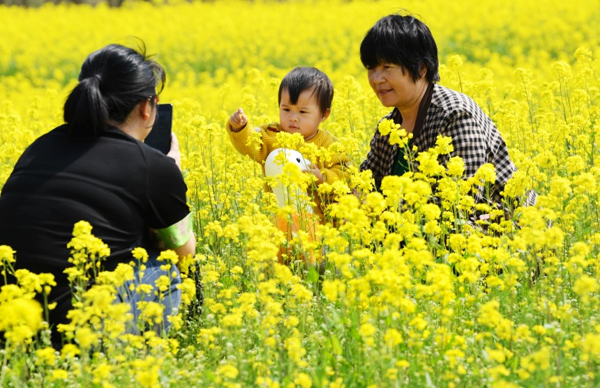 游客在定州市息塚鎮東王郝村的油菜花地拍照。白永民攝