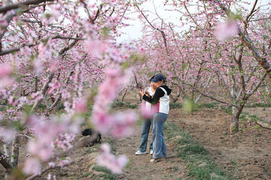 游客在桃花林里游玩。赵端摄