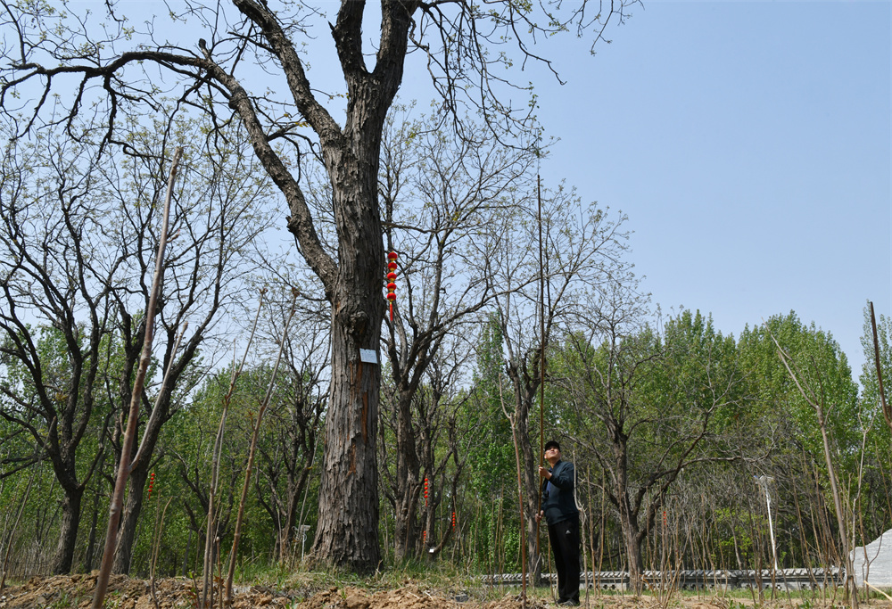 4月17日，河北省滄州市滄縣大白洋橋村的村民在採摘香椿。苑立偉攝