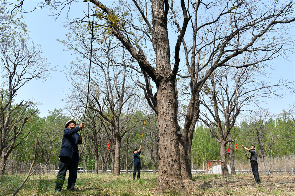 4月17日，河北省沧州市沧县大白洋桥村的村民在采摘香椿。苑立伟摄