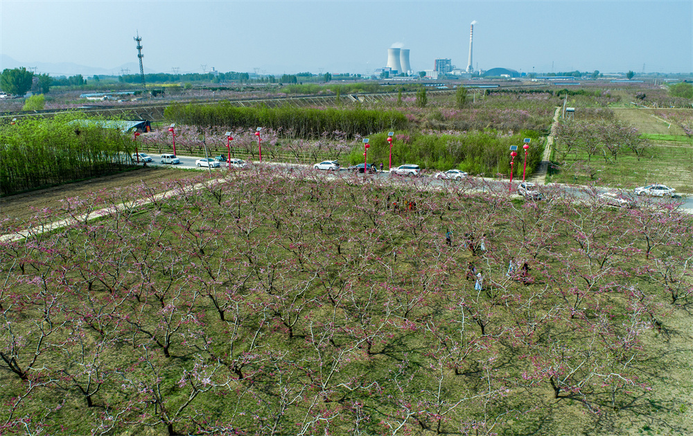 4月12日，一亩泉镇桃花盛开争奇斗艳（无人机照片）。马鹏程摄