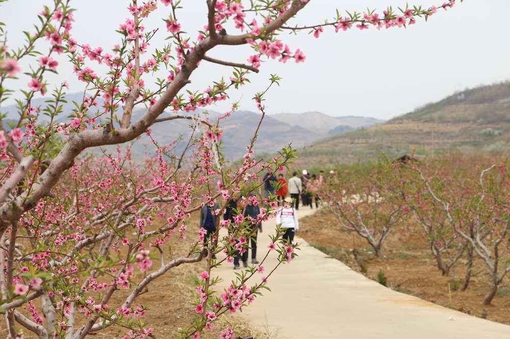 游客踏青观赏桃花。范弘桥摄