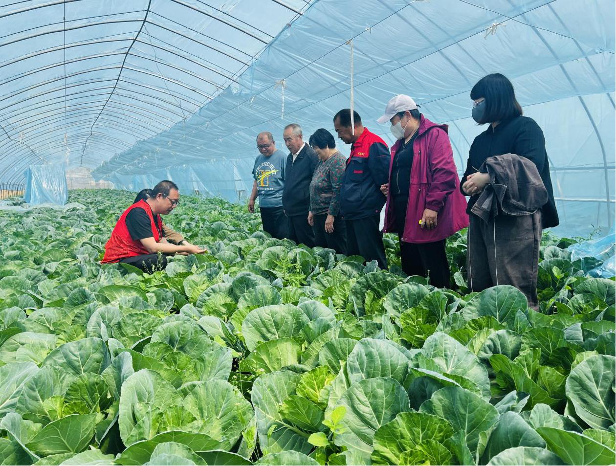 農技專家指導農民學員圓白菜管理技術。李金璐攝