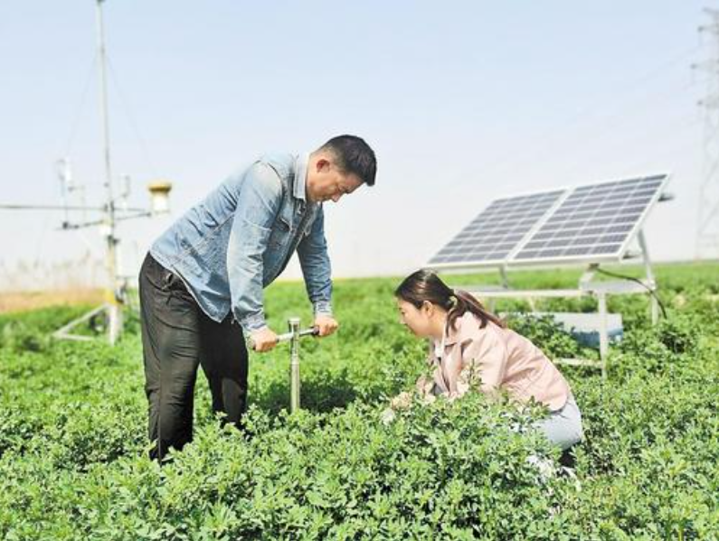 4月18日，在沧州渤海新区黄骅市羊二庄镇，两位科研人员在国家牧草产业技术体系沧州综合试验站的试验基地取苜蓿地土样。 河北日报记者张岚山摄