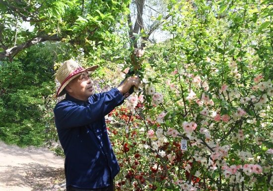 河北省鄉土專家楊恩普正在對木瓜海棠進行日常管理。魯麗華攝