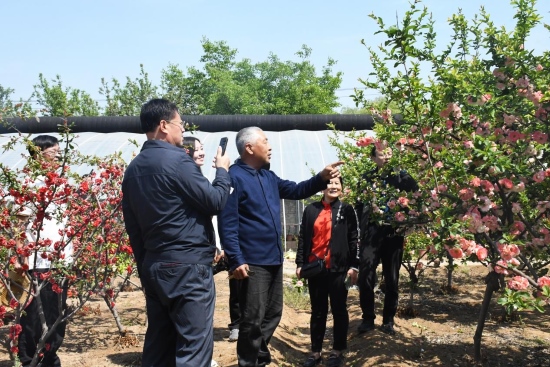 河北省鄉土專家楊恩普為游客介紹木瓜海棠的特點和生長習性。魯麗華攝