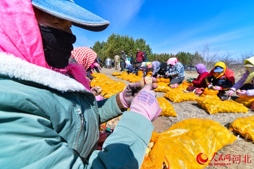 河北省承德市圍場滿族蒙古族自治縣御道口鎮，當地農民正在切割馬鈴薯種子。人民網記者 周博攝