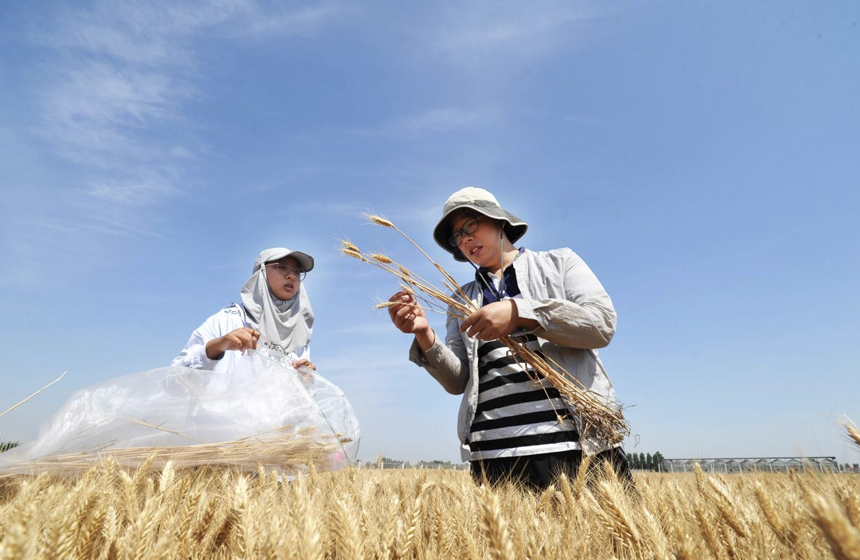 中科院南皮生态农业试验站工作人员在试验田里进行小麦采样工作。苑立伟摄