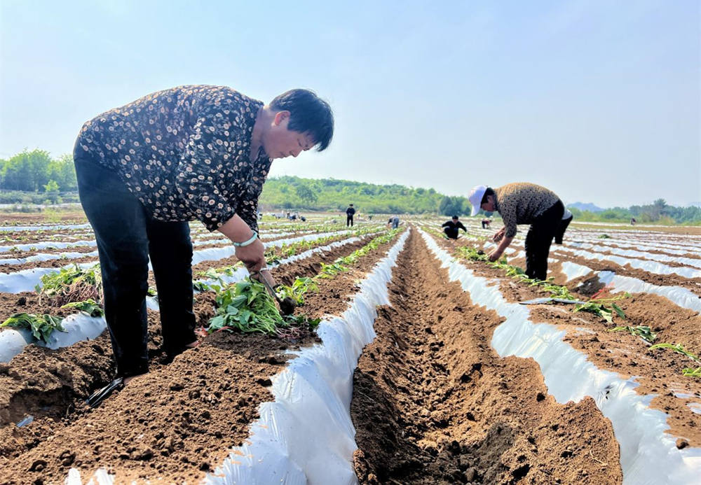 上白羊村村民插秧種植甘薯秧苗。張旭坤攝