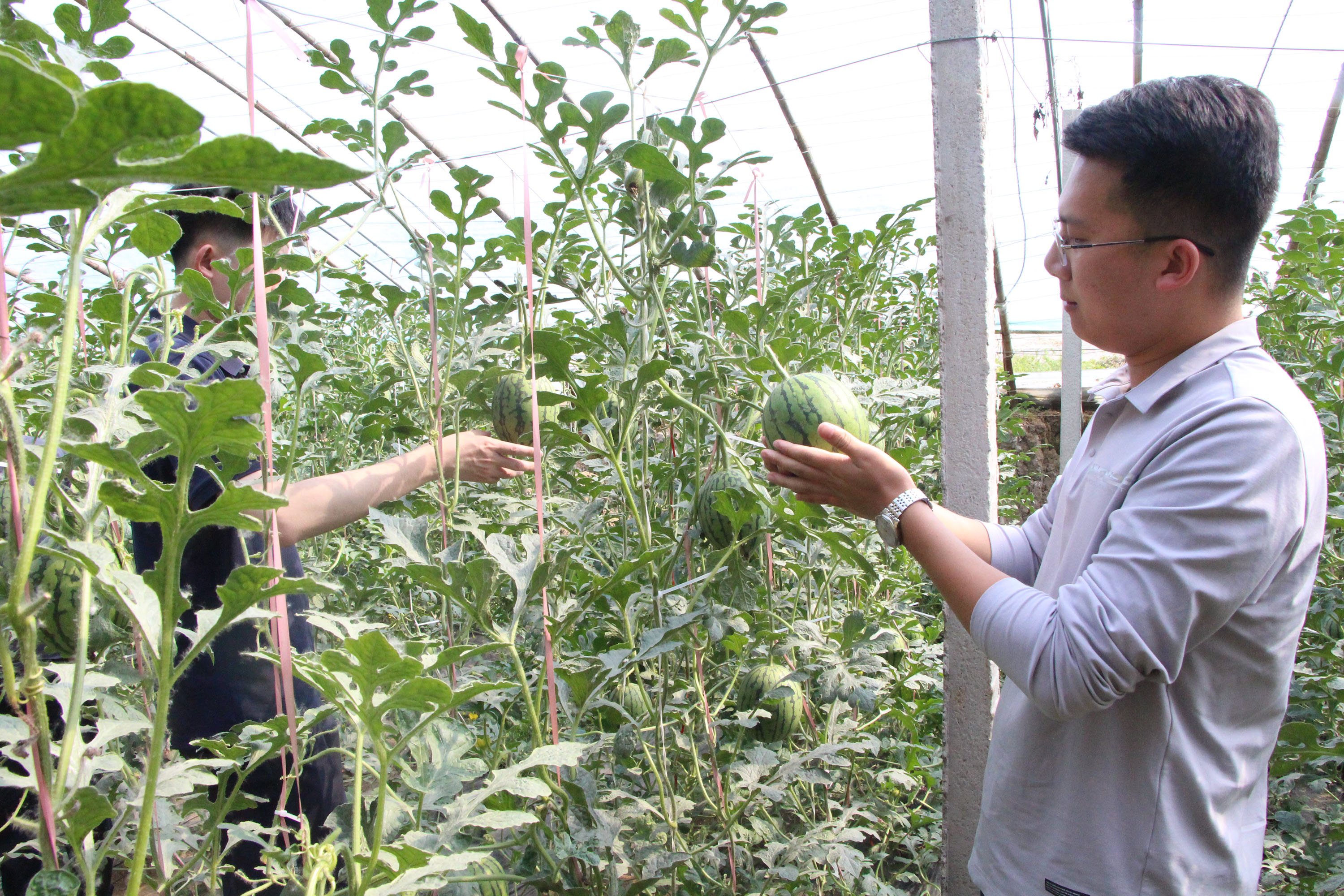 5月6日，在高陽縣板橋村萬潤農業合作社西瓜種植大棚內，游客採摘西瓜。楊瀰攝