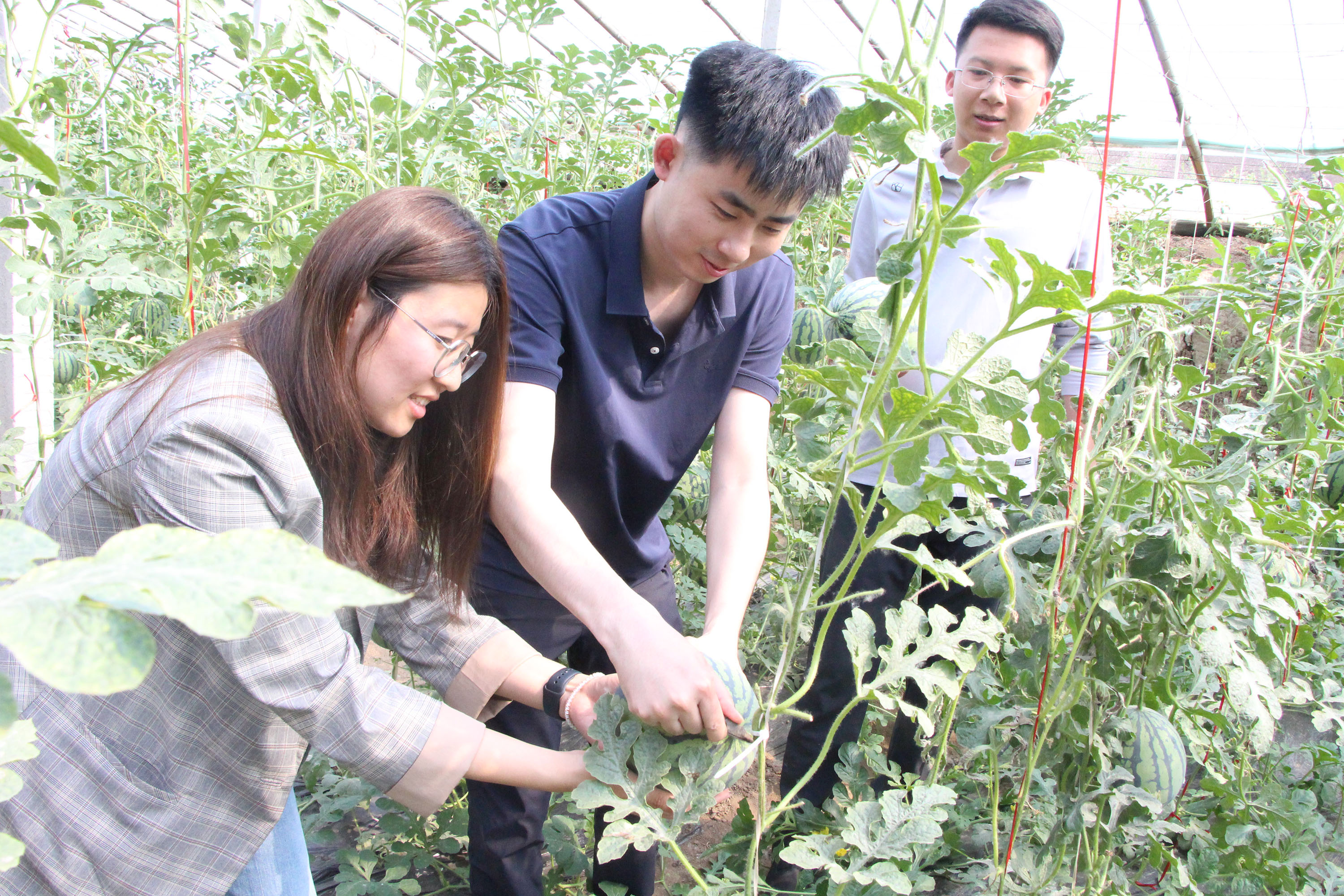 5月6日，在高陽縣板橋村萬潤農業合作社西瓜種植大棚內，游客採摘西瓜。楊瀰攝