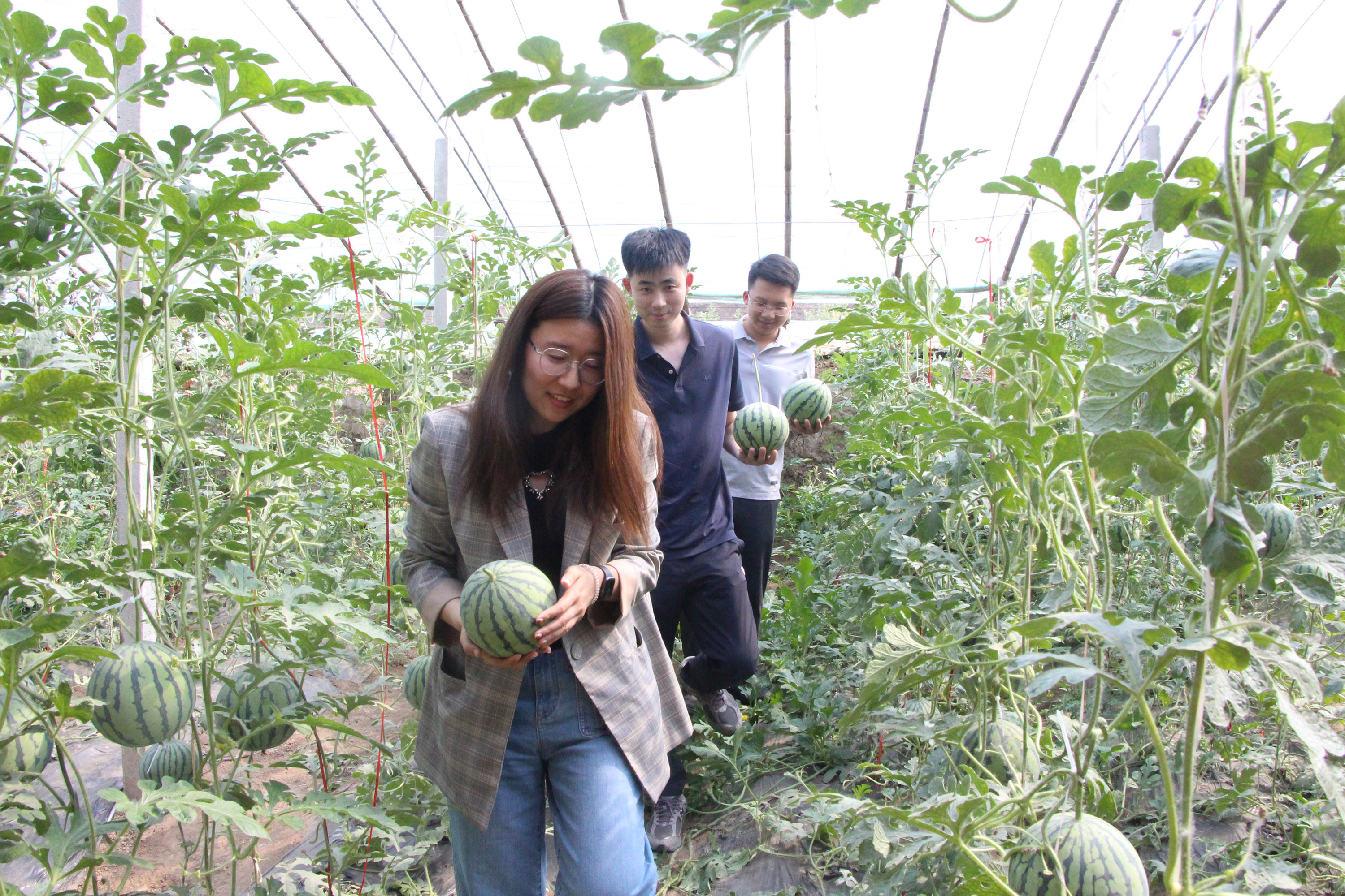 5月6日，在高阳县板桥村万润农业合作社西瓜种植大棚内，游客拿着采摘的西瓜去称重结算。杨瀰摄