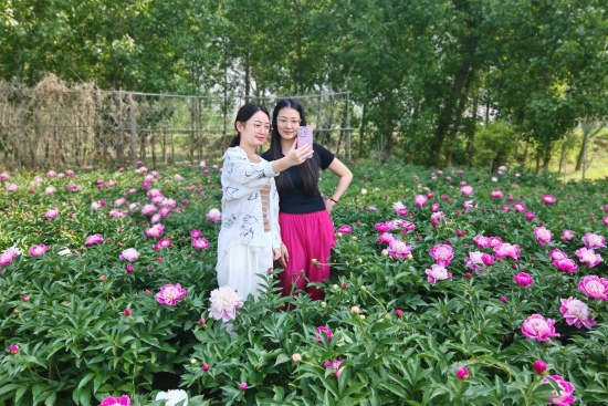 游客在芍藥園中拍照打卡。魏榮亮攝