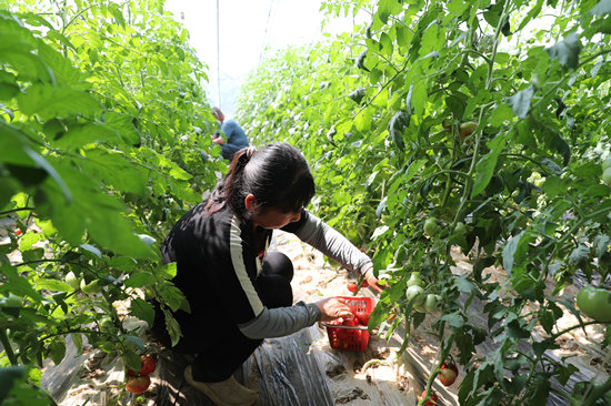 顺平县伍郎村小番茄种植大棚内，工人正在采摘“草莓柿子”。赵端摄