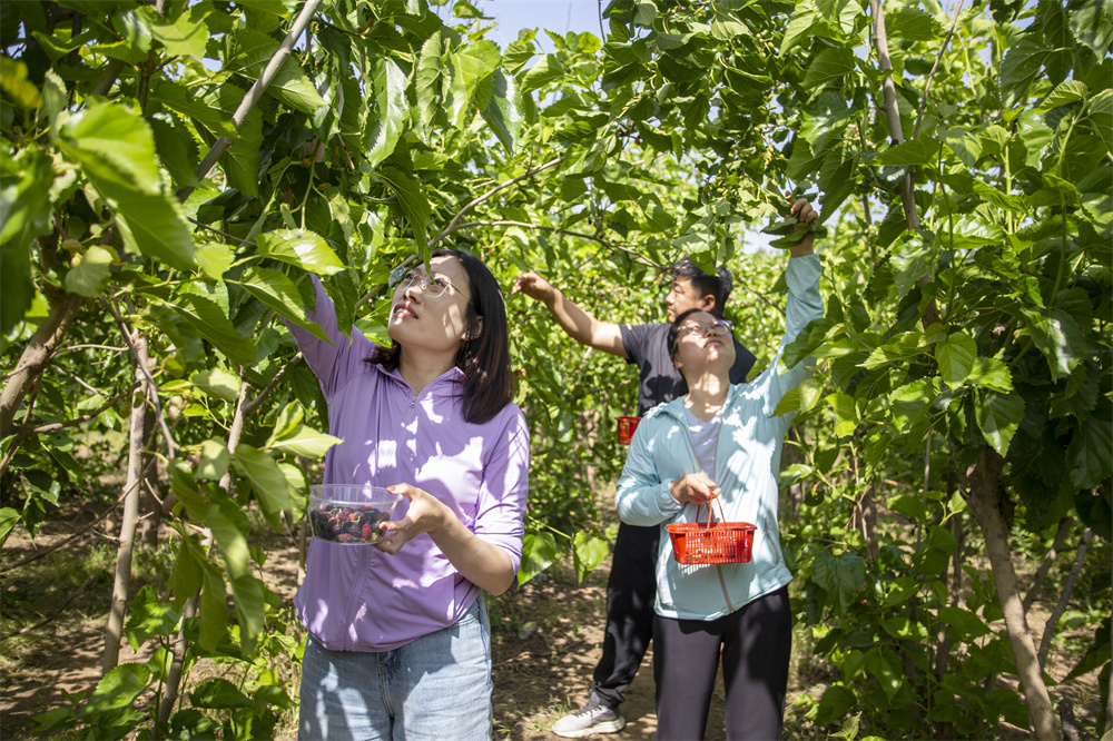 5月13日，復興區戶村鎮康河村林果生態採摘園裡，游客在採摘成熟的桑葚果。聶長青攝