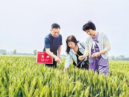 5月19日，在2024中国种子大会马兰小麦分会上，来自肃宁的村党支部书记和种粮大户来考察优良小麦品种。河北日报记者 周洁摄