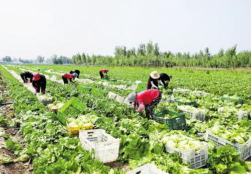 5月10日，在永清縣韓村鎮樓台村源萊蔬菜種植基地，工人採收球生菜。 河北日報通訊員 龐趁友攝