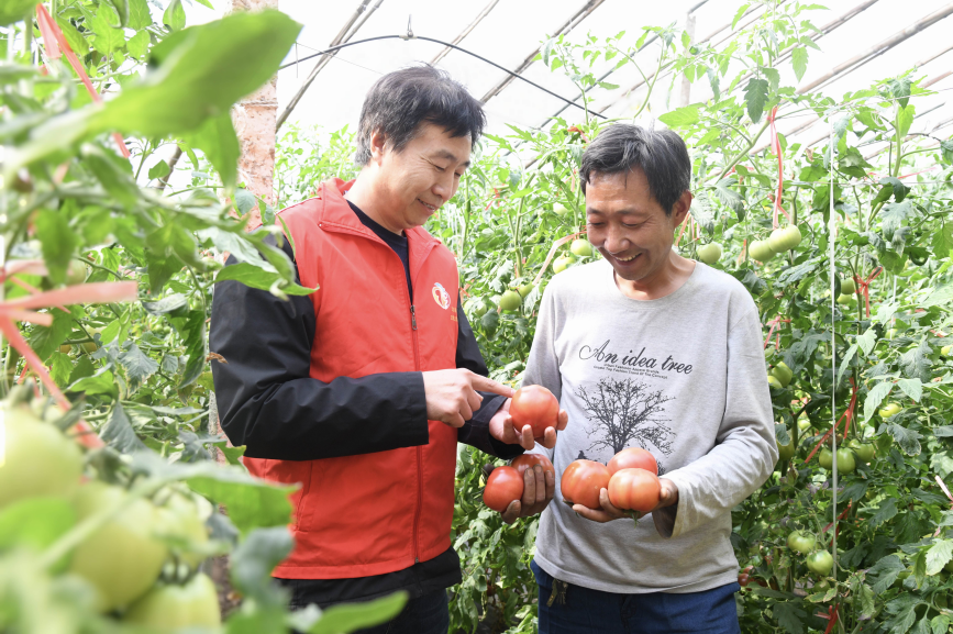 在苏桥镇巩寇侯村巩寇侯种植园,农业技术指导人员正在为种植工作人员讲解农业知识。郭小婧摄