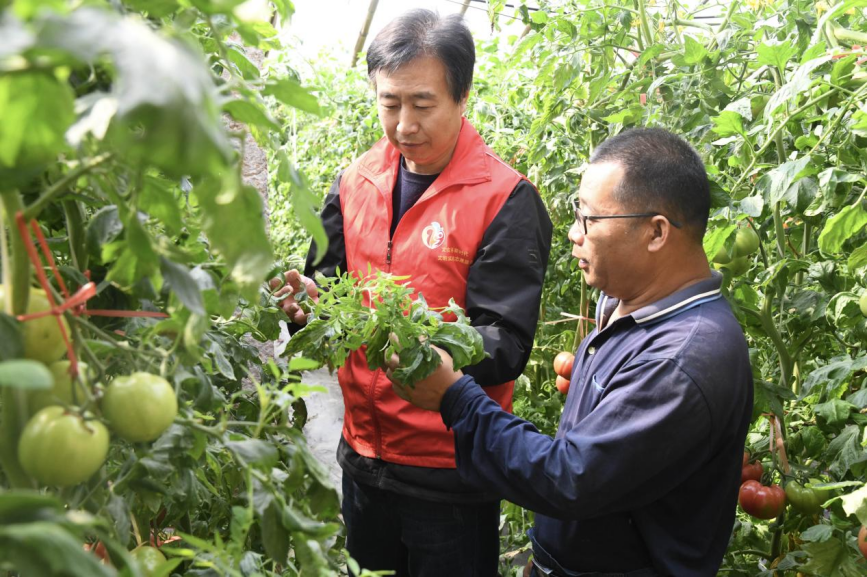 在苏桥镇巩寇侯村巩寇侯种植园,志愿者与种植工作人员交谈。郭小婧摄