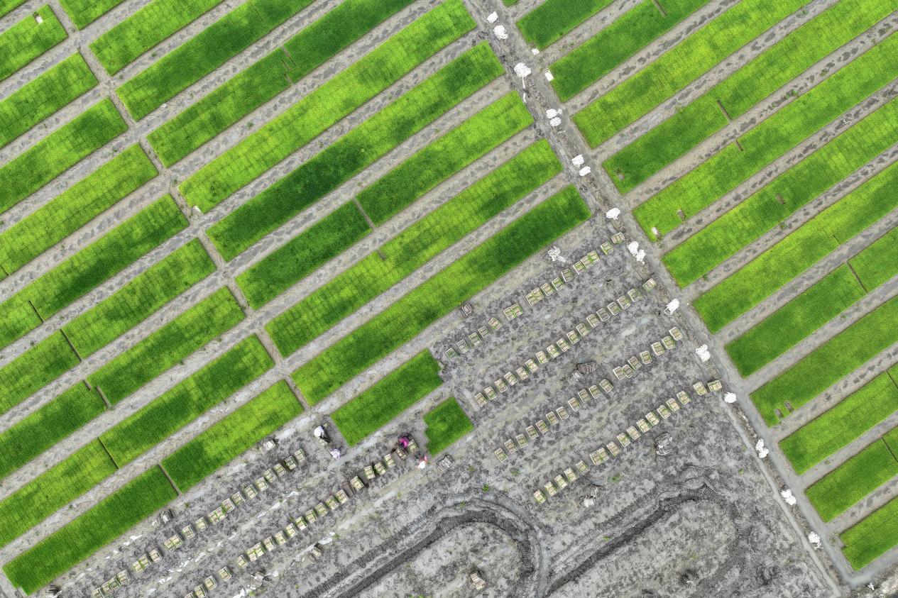 在河北省唐山市丰南区柳树瞿阝镇三沟村稻田，农户们正忙着起运秧苗。李福政摄