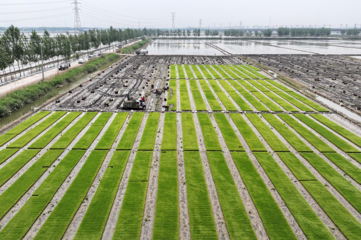 在河北省唐山市丰南区柳树瞿阝镇三沟村稻田，农户们正忙着起运秧苗。李福政摄