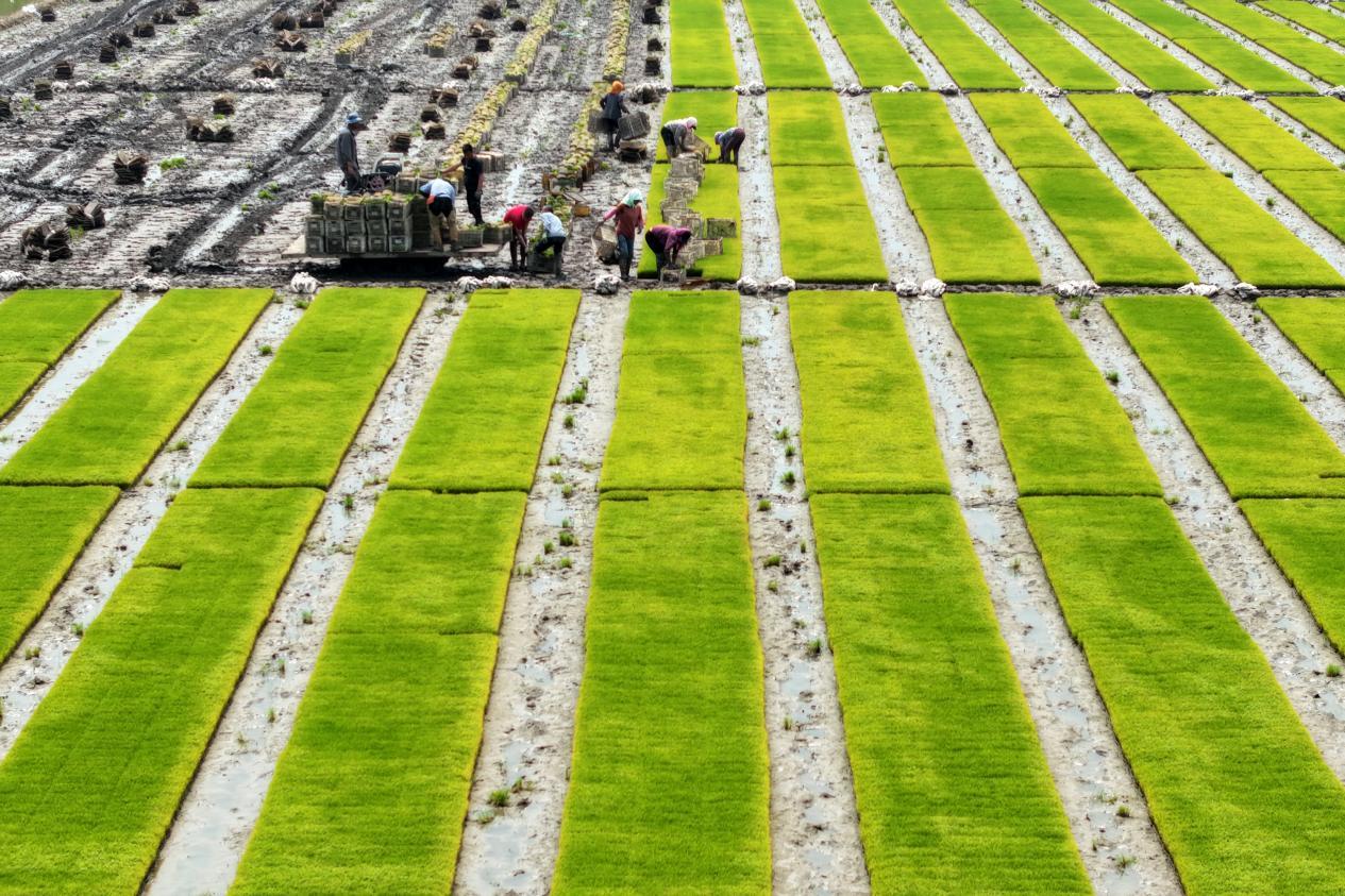 在河北省唐山市丰南区柳树瞿阝镇三沟村稻田，农户们正忙着起运秧苗。李福政摄