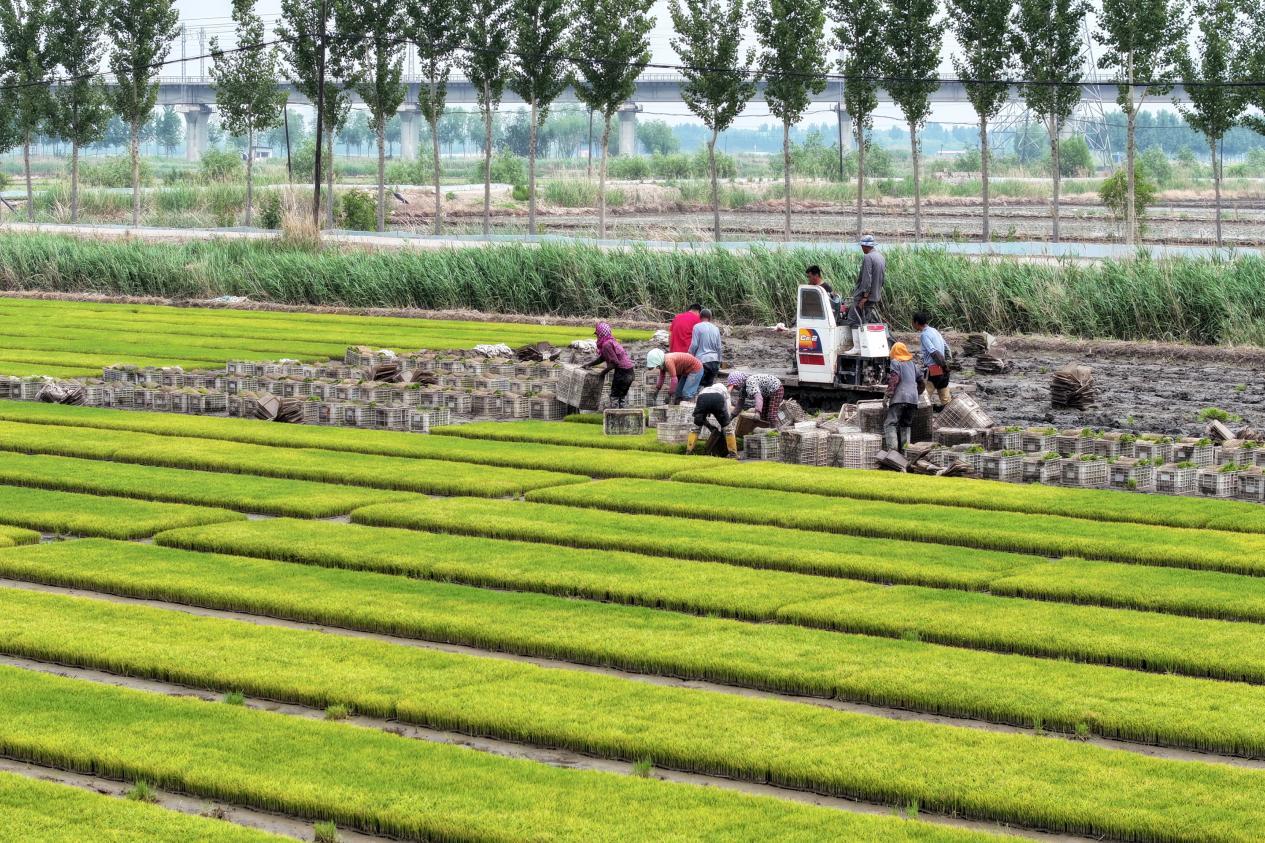 在河北省唐山市豐南區柳樹瞿阝鎮三溝村稻田,農戶們正忙著起運秧苗。李福政攝