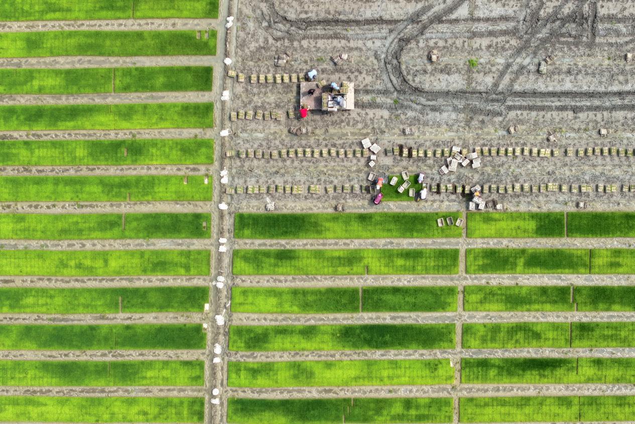 在河北省唐山市丰南区柳树瞿阝镇三沟村稻田,农户们正忙着起运秧苗。李福政摄