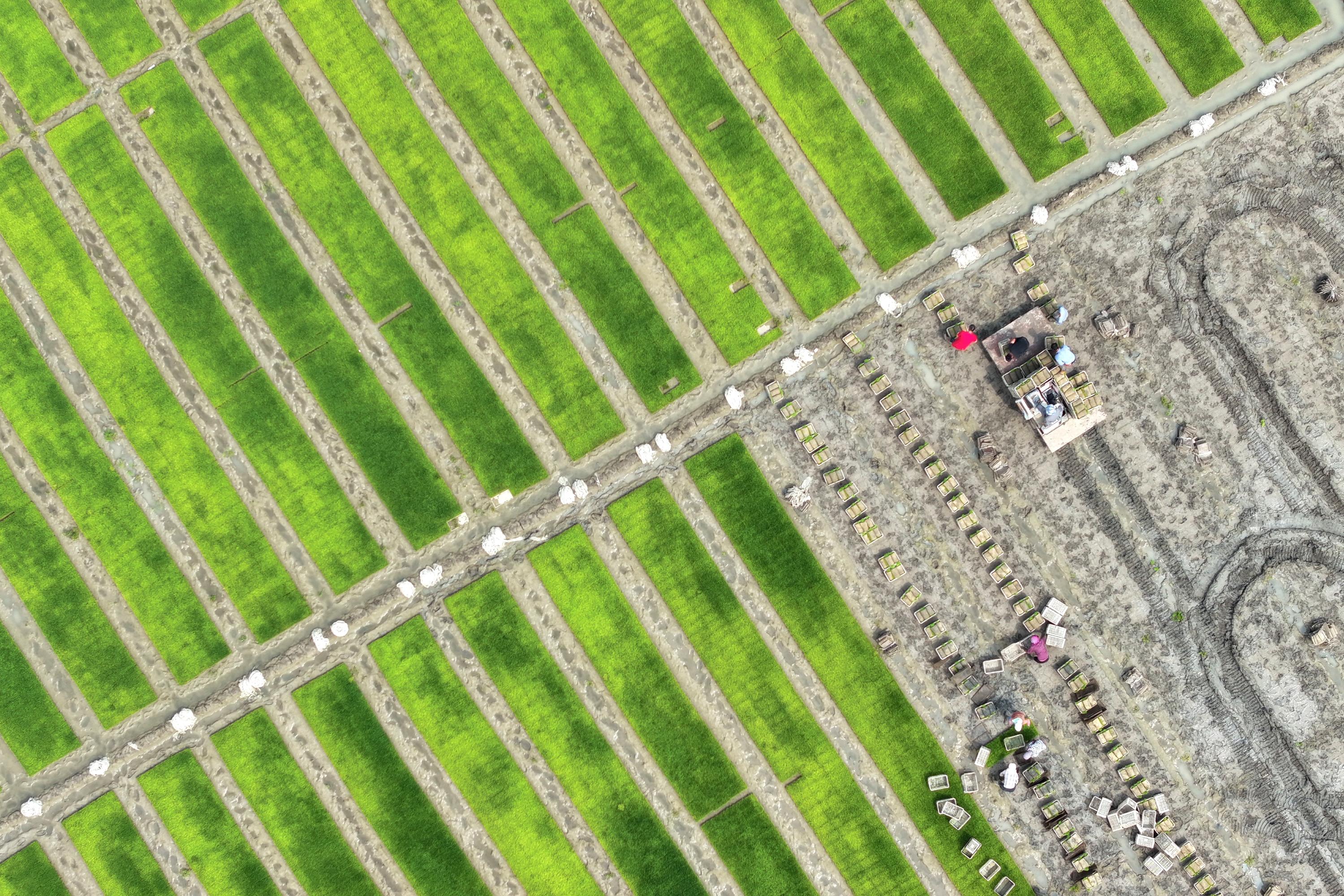 在河北省唐山市丰南区柳树瞿阝镇三沟村稻田,农户们正忙着起运秧苗。李福政摄