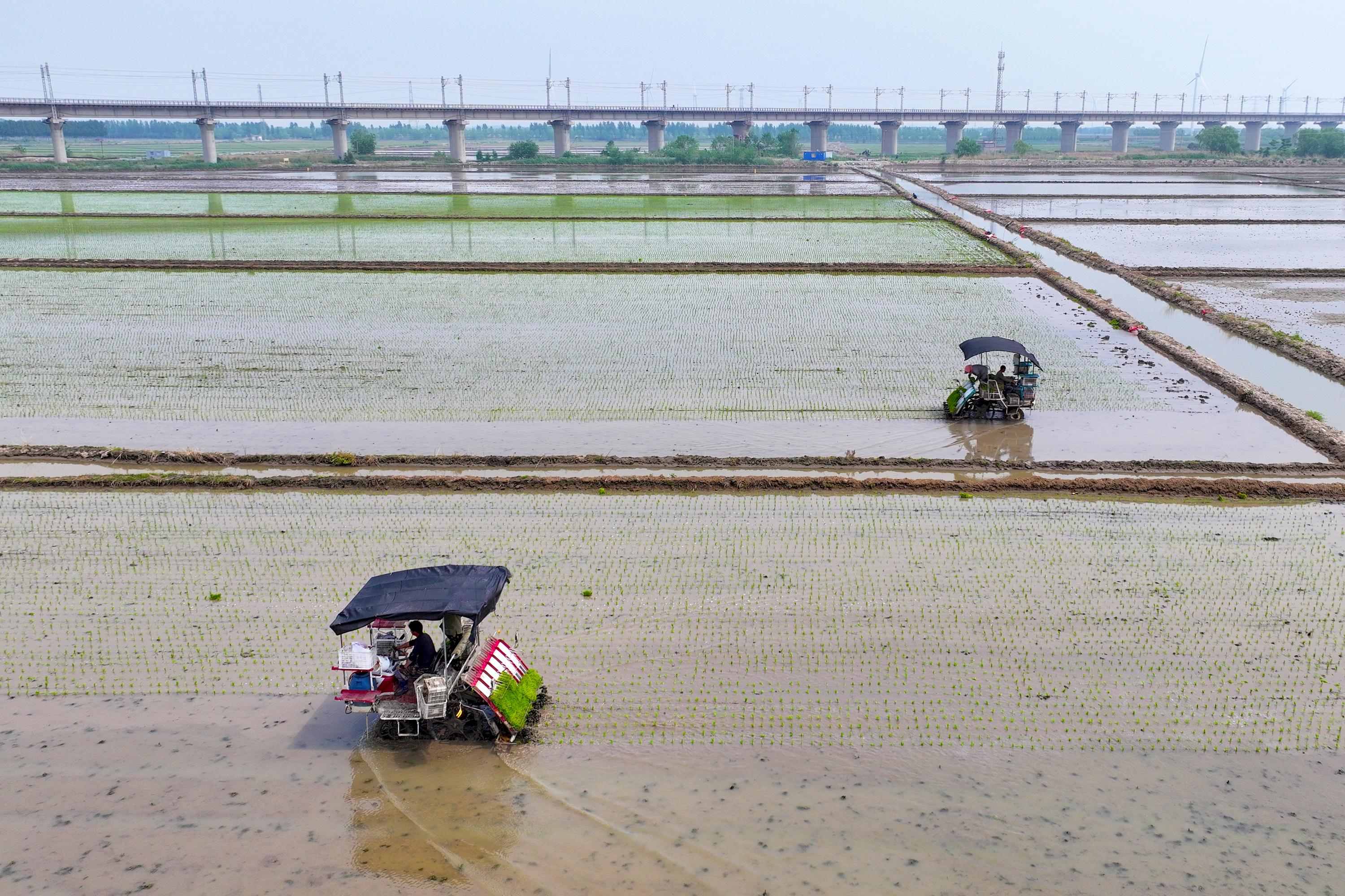 在河北省唐山市丰南区柳树瞿阝镇三沟村稻田，农户们正驾驶农机插秧。李福政摄