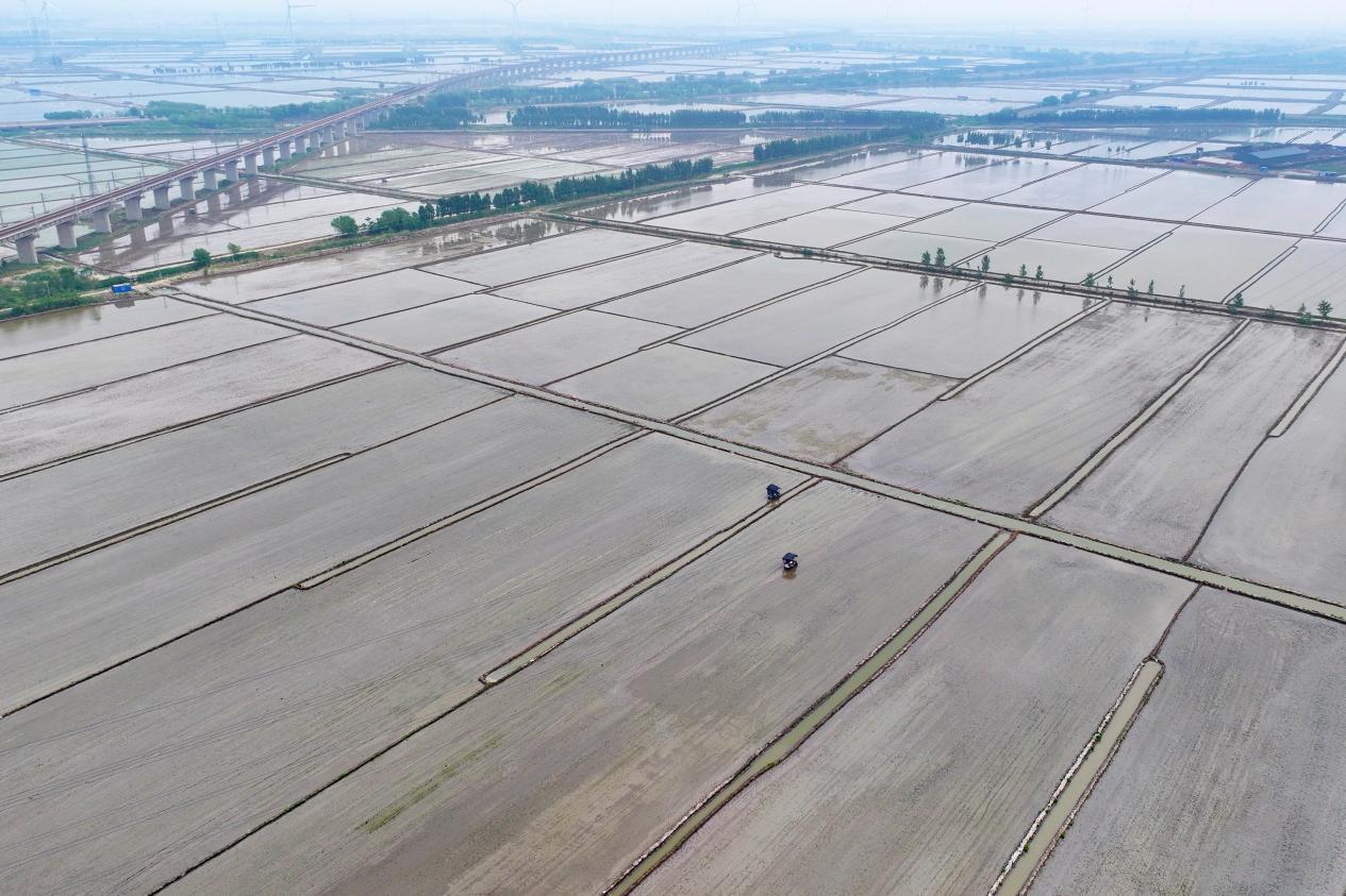在河北省唐山市丰南区柳树瞿阝镇三沟村稻田,农户们正驾驶农机插秧。李福政摄