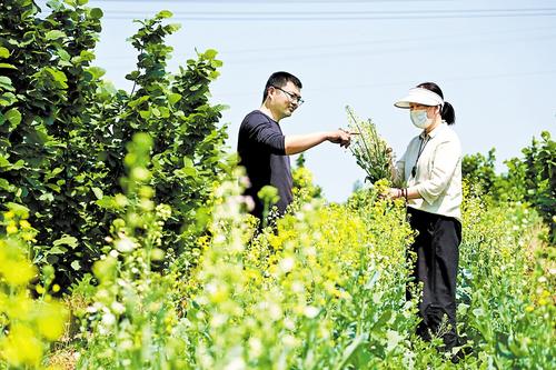 5月9日，阜城縣河北中澤綠業科技發展有限公司的榛子園中，游客觀賞綻放的彩色油菜花。河北日報記者 焦磊攝