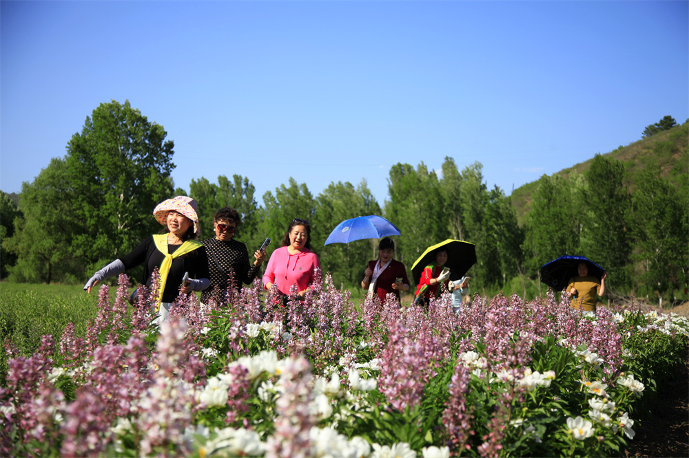 游客在觀賞白鮮皮花。辛榮軍攝