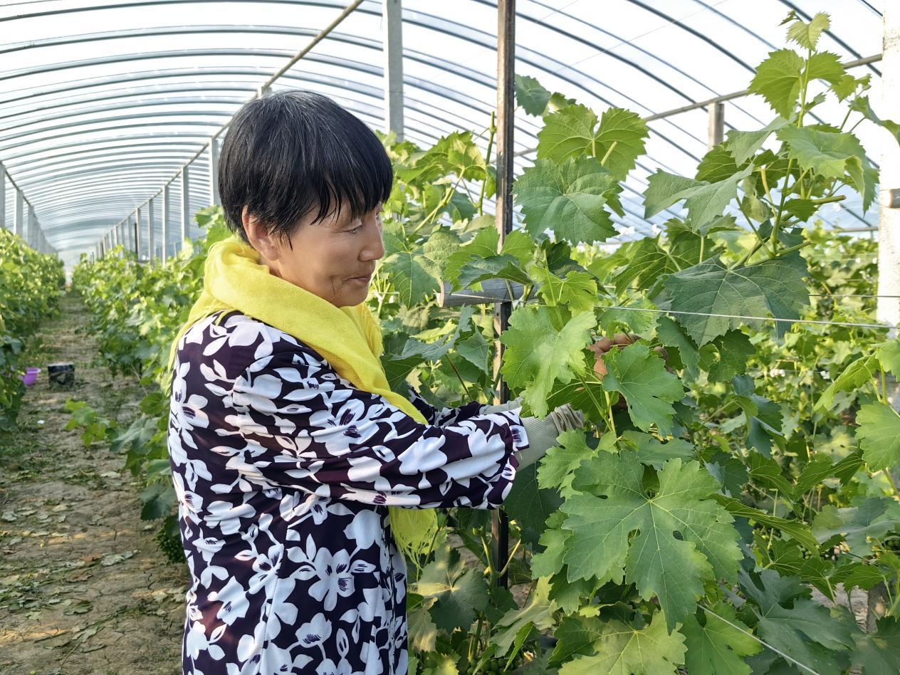 果農正在整理藤蔓。張文娟攝