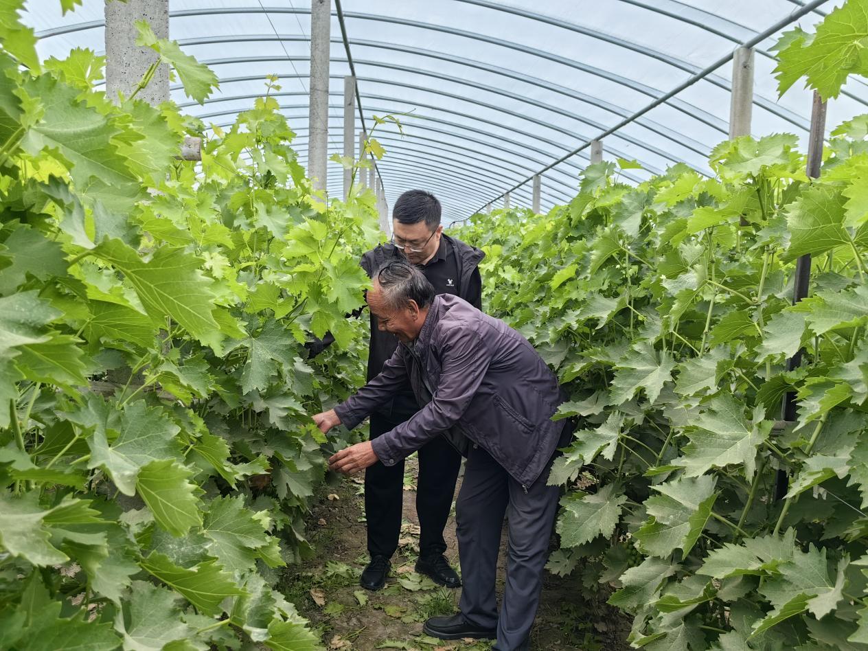 農技人員在指導果農科學管護。張文娟攝