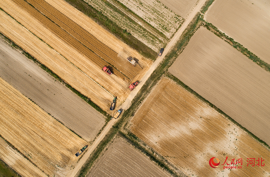 在沧州渤海新区黄骅市丰乐种植合作社麦田内，收割机在田间收割小麦。人民网记者 方童摄