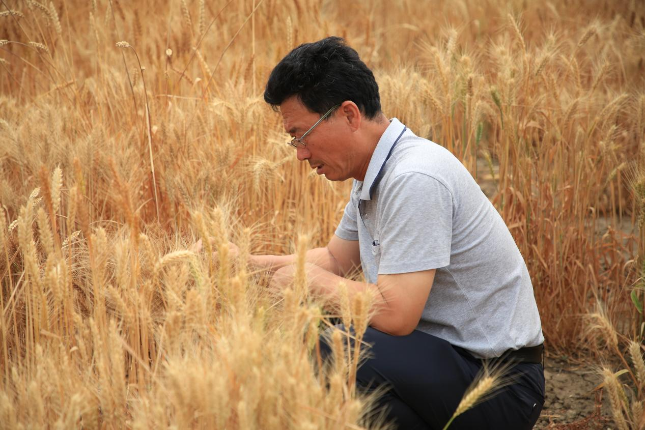 中捷産業園区農業科学所の張衛軍所長は試験田で優良な単穂を選別した。時華清撮影