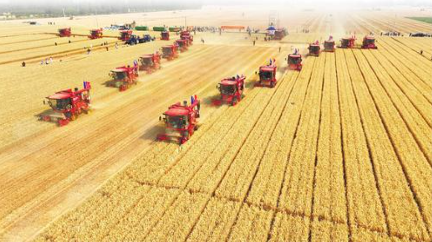 6月6日,农机手驾驶小麦联合收割机在临漳县岗陵城村的麦田里作业。河北日报记者赵永辉摄