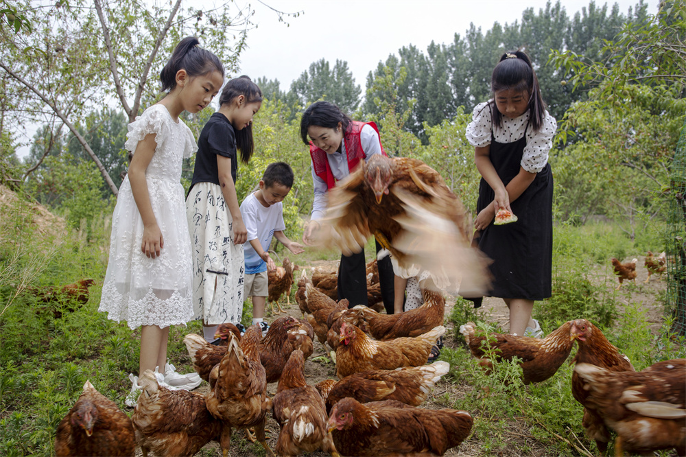 孩子们在萌宠乐园喂食“跑步的鸡”。聂长青摄
