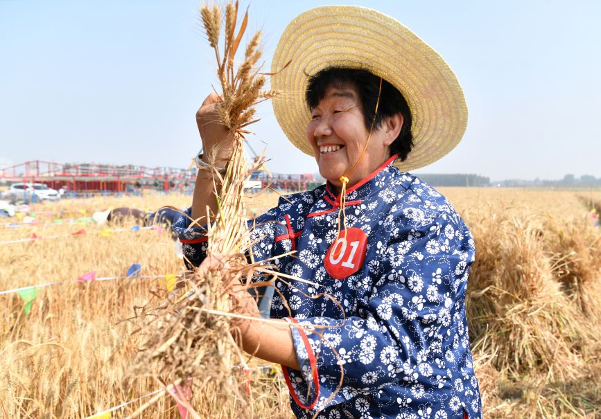 6月8日，体验者在肃宁县尚村镇东是堤村麦田参加传统割麦比赛。苑立伟摄
