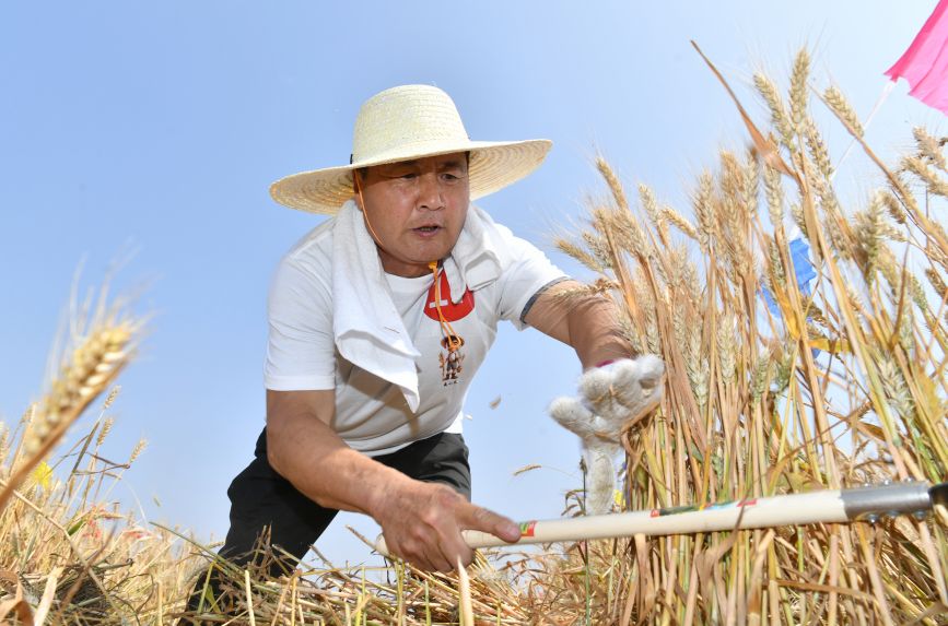 6月8日，体验者在肃宁县尚村镇东是堤村麦田参加传统割麦比赛。苑立伟摄