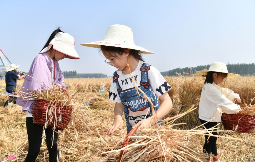 6月8日，小学生在肃宁县尚村镇东是堤村传统割麦比赛现场捡拾遗落的麦穗。苑立伟摄